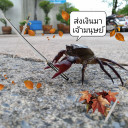 สมาชิกหมายเลข 3502674