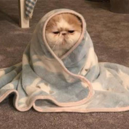 สมาชิกหมายเลข 4580353