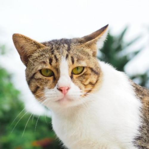 สมาชิกหมายเลข 3939747