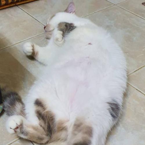 พี่หมีออนทัวร์