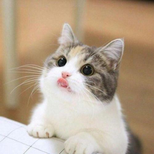สมาชิกหมายเลข 5591695