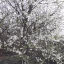 สมาชิกหมายเลข 4105152