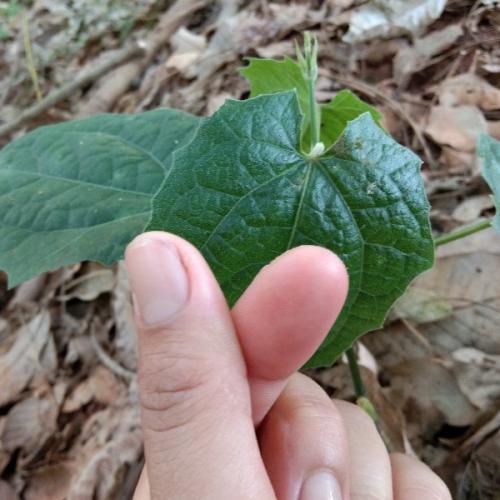 สมาชิกหมายเลข 4183889