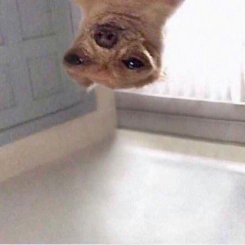 สมาชิกหมายเลข 3639051