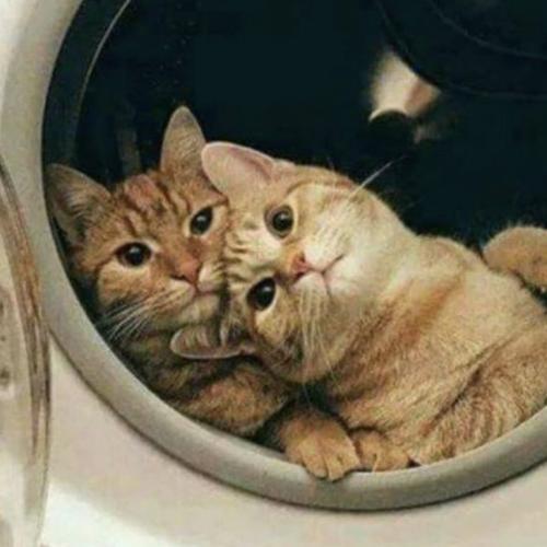 สมาชิกหมายเลข 4797933