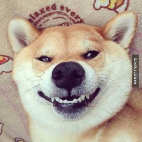 สมาชิกหมายเลข 4942184