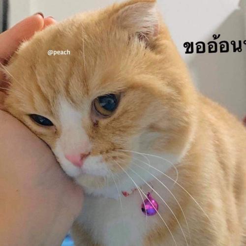 สมาชิกหมายเลข 5694371