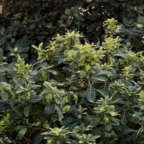 สมาชิกหมายเลข 8103064