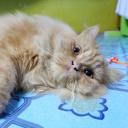 สมาชิกหมายเลข 4105454