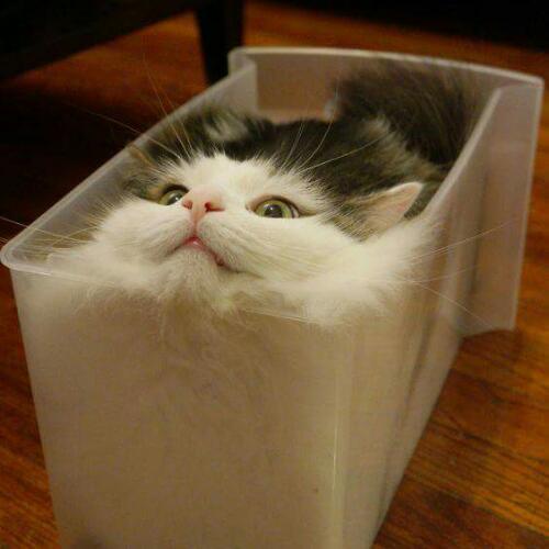 สมาชิกหมายเลข 4536636