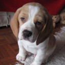 มหาเทพแมว