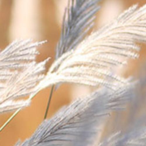 หญ้าคาข้างถนนผมสีดอกเลา