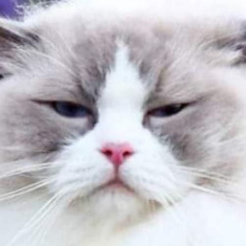 สมาชิกหมายเลข 2131851