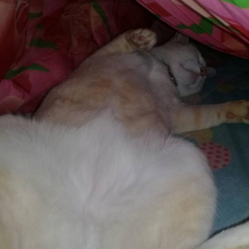 สมาชิกหมายเลข 5154163