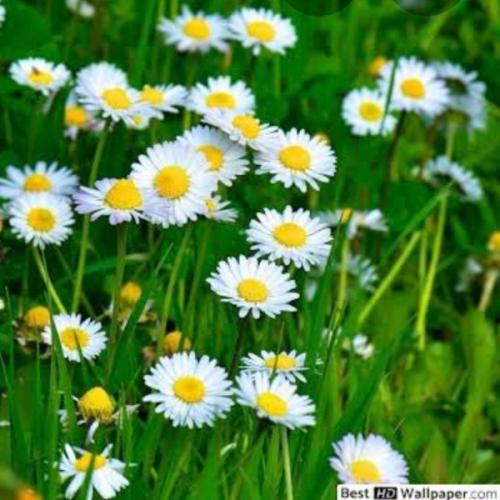 สมาชิกหมายเลข 6288039