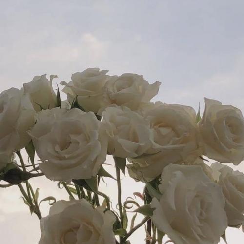 สมาชิกหมายเลข 6963911