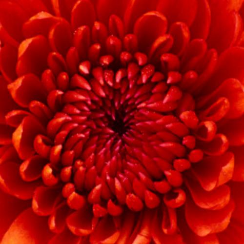 รักเธอเป็นวันสุดท้าย