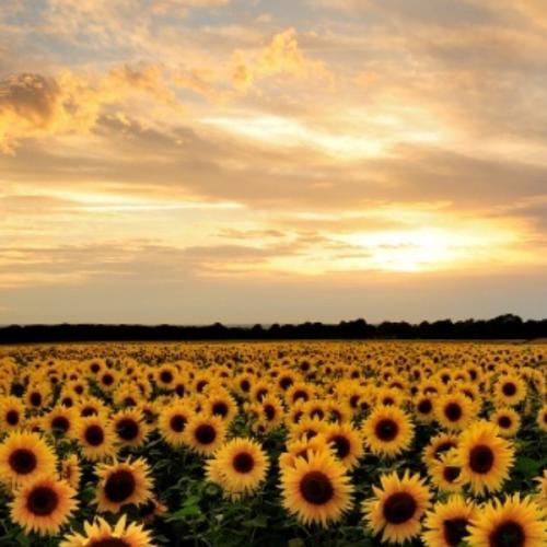 สมาชิกหมายเลข 3301409