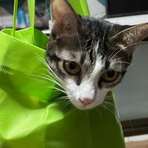 สมาชิกหมายเลข 4872858