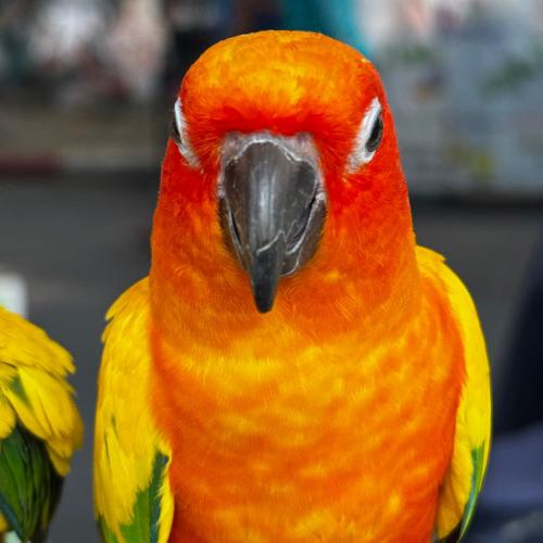 สมาชิกหมายเลข 6094353