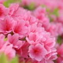 สมาชิกหมายเลข 3644194