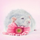 น้องมะขามป้อม