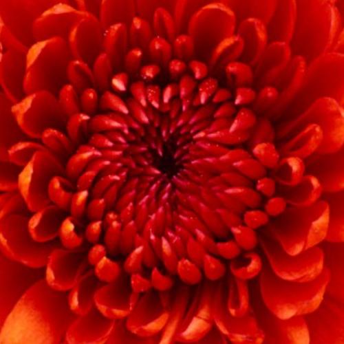 สมาชิกหมายเลข 6256934