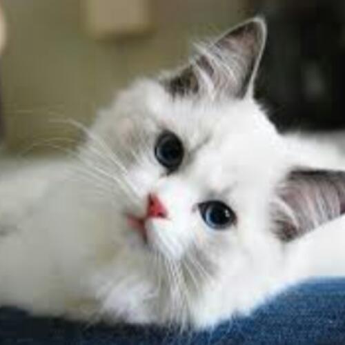 สมาชิกหมายเลข 5238583