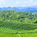 มาบุญครอง