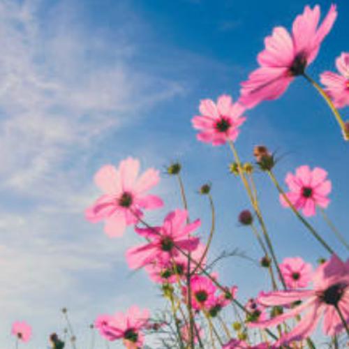 สมาชิกหมายเลข 8242686