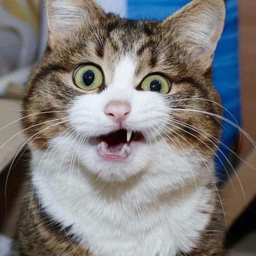 สมาชิกหมายเลข 4621435