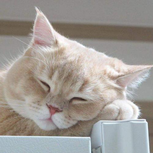 สมาชิกหมายเลข 4936543