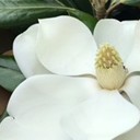 แครอทอ้วน