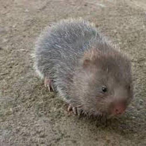 สมาชิกหมายเลข 4877999