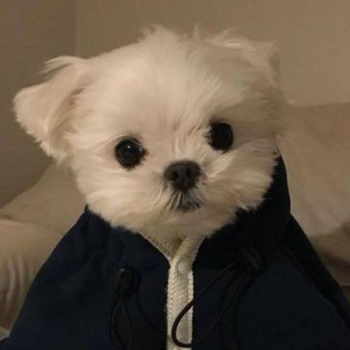 สมาชิกหมายเลข 2239484