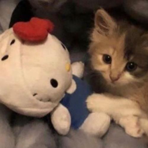 สมาชิกหมายเลข 6967798