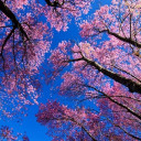 สมาชิกหมายเลข 4154672