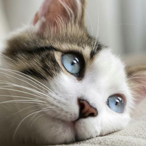 สมาชิกหมายเลข 4864041