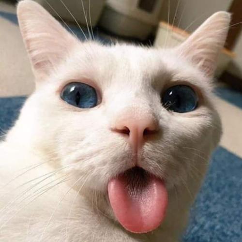 สมาชิกหมายเลข 5577464