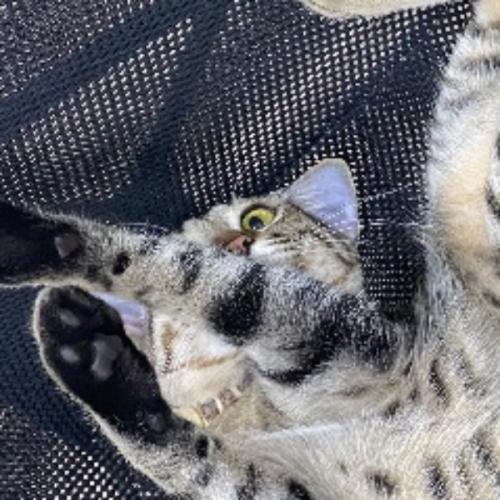 สมาชิกหมายเลข 6011738