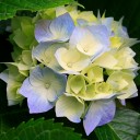 สมาชิกหมายเลข 1132973