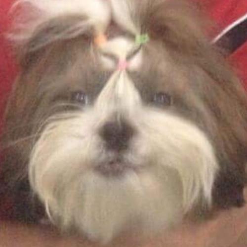 สมาชิกหมายเลข 4109472