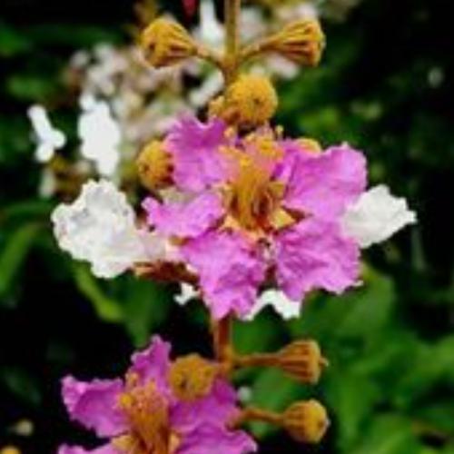 สมาชิกหมายเลข 6293676