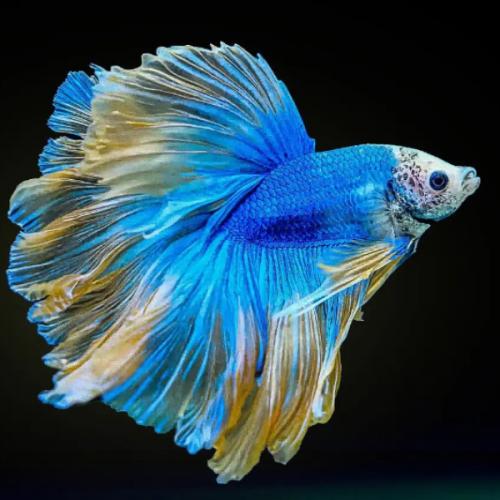 สมาชิกหมายเลข 6917029