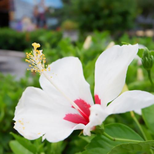 สมาชิกหมายเลข 4033879