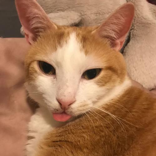 สมาชิกหมายเลข 4539648