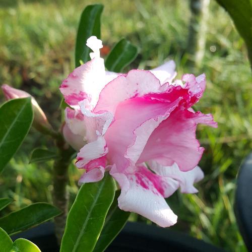 สมาชิกหมายเลข 4539688