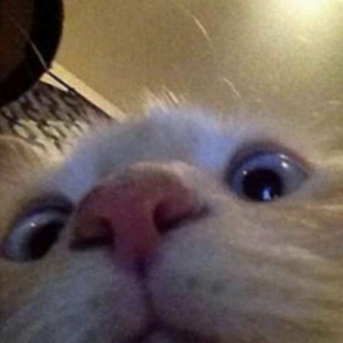 สมาชิกหมายเลข 5272464