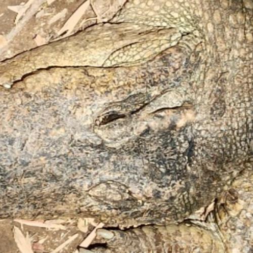 สมาชิกหมายเลข 6294138