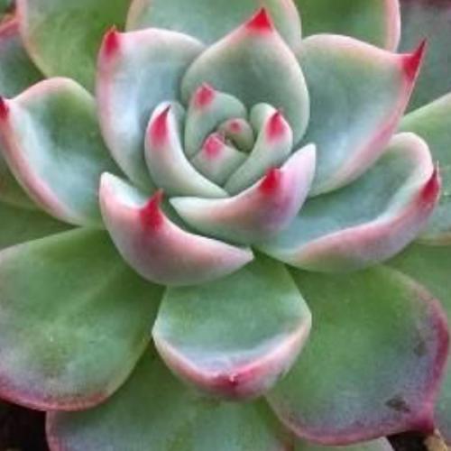 สมาชิกหมายเลข 6009423